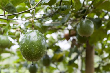 Passion fruit çiftlik