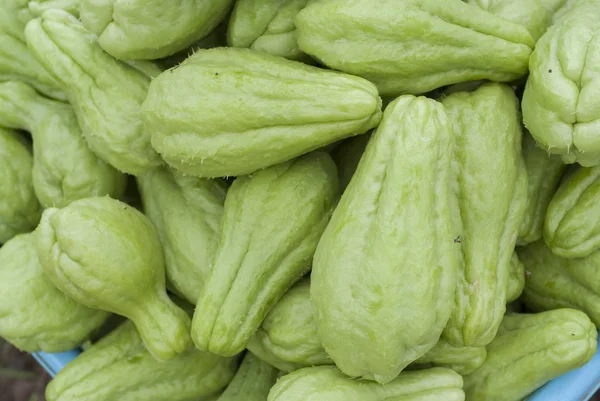 Courges fraîchement cueillies dans les arbres — Photo