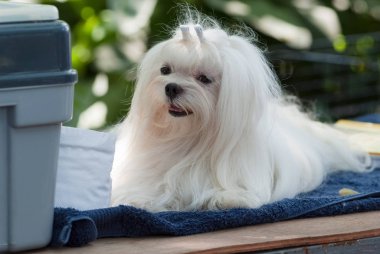 combing Maltese dog clipart