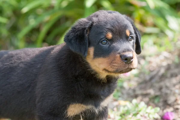 Rottweiler valp i trädgården — Stockfoto