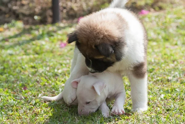 Dogs playing together — Stock Photo, Image