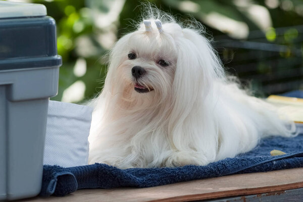 combing Maltese dog