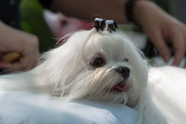 マルチーズ犬をとかす — ストック写真