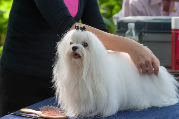 Malteserhund kämmen — Stockfoto