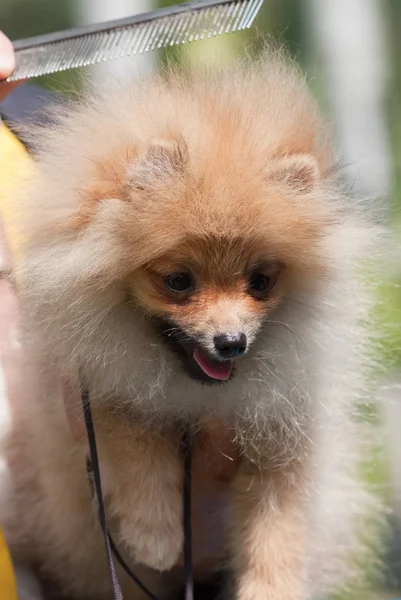 Pomeranian 강아지 빗질 — 스톡 사진