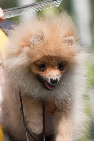 Penteando cachorro da Pomerânia — Fotografia de Stock