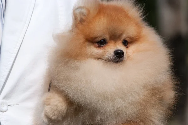 Fluffiga pomeranian valp — Stockfoto