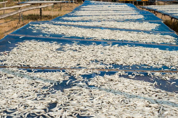 Sun drying fish — Stock Photo, Image