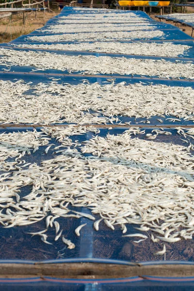 Sun drying fish — Stock Photo, Image
