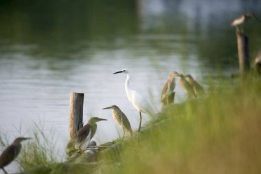 birds perching on riverbank