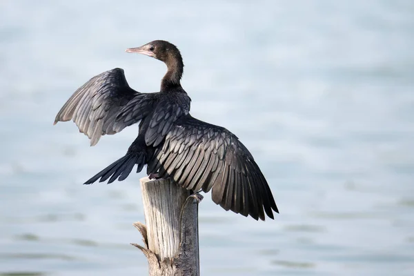 Mica pasăre cormorană — Fotografie, imagine de stoc