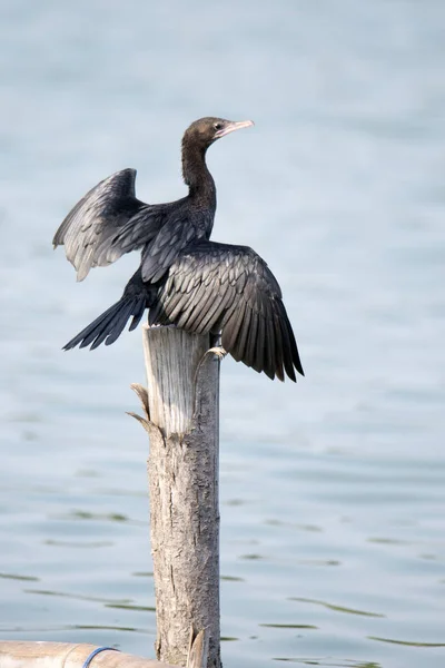 Petit oiseau cormoran — Photo