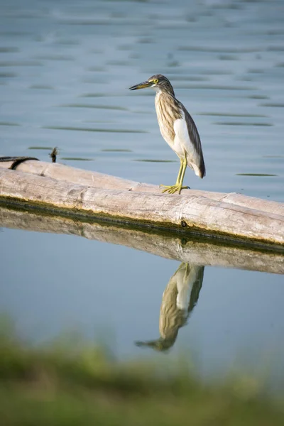 Pond Heron bird perching on bamboo — Stock Photo, Image