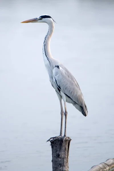 Egret poleiro em madeira — Fotografia de Stock