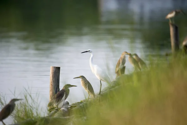 Uccelli appollaiati sulla riva del fiume — Foto Stock