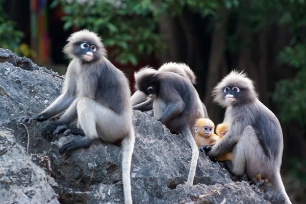 Dusky Leaf Monkeys — Stock Photo, Image