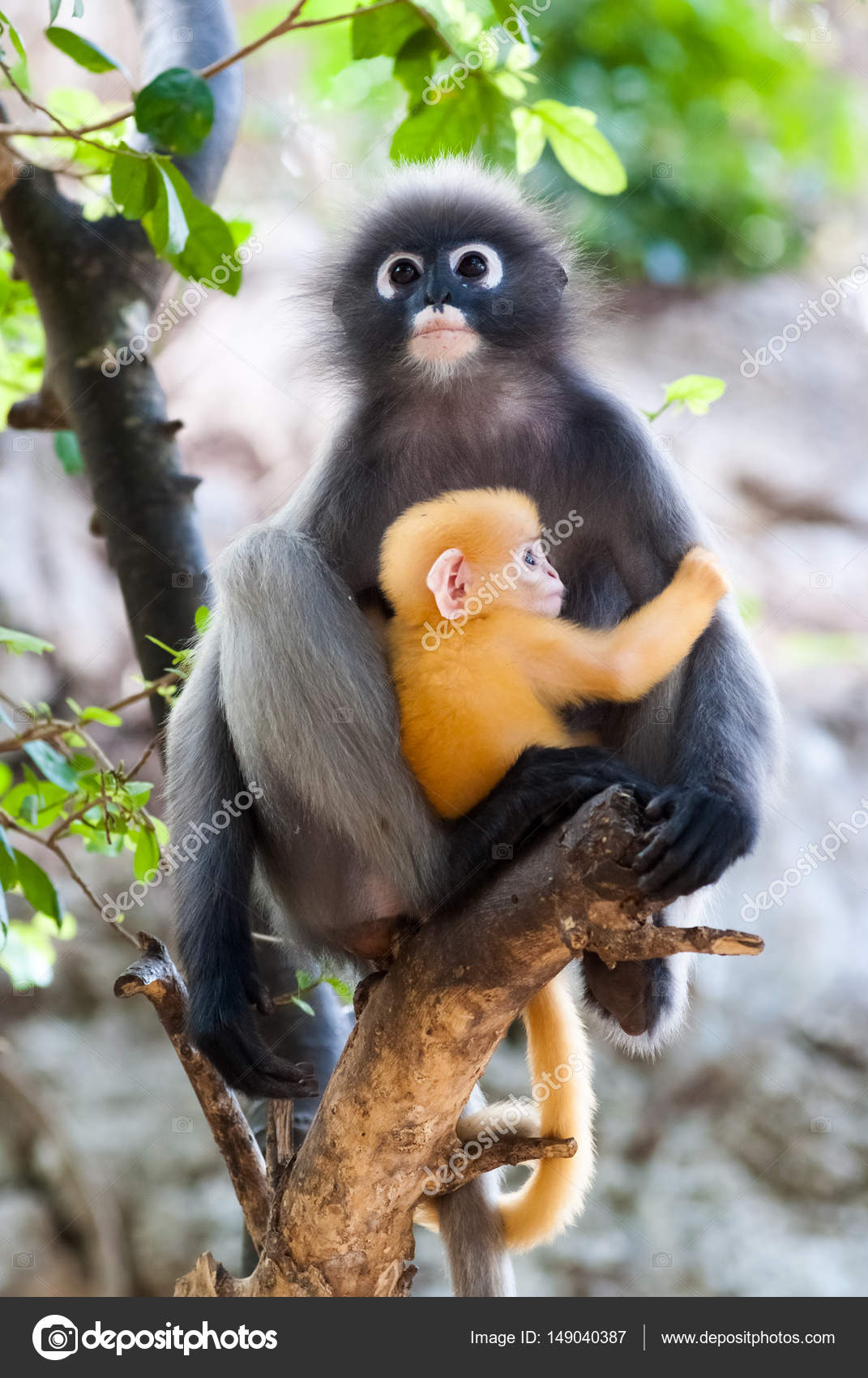 Dusky Leaf Monkeys Stock Photo by ©gnomeandi 149040387