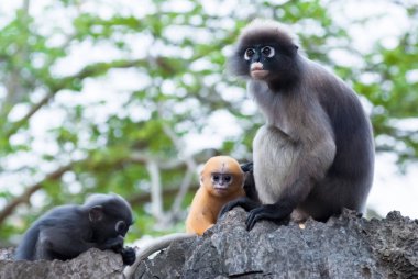 gölgeli yaprak maymunlar