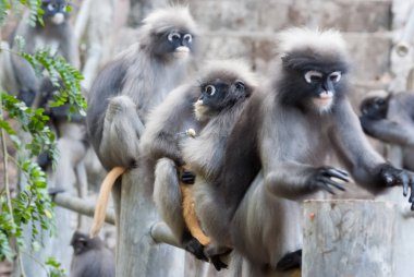 gölgeli yaprak maymunlar