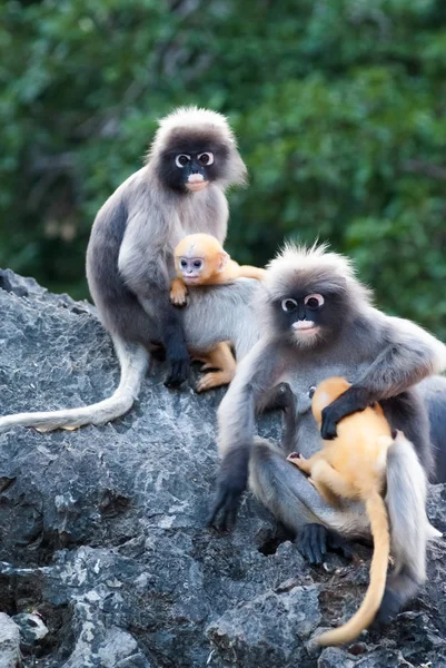 Dusky Leaf Monkeys — Stock Photo, Image