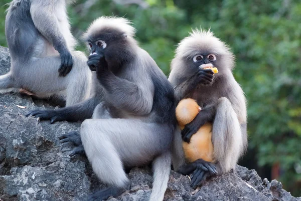 Dusky Leaf Monkeys — Stock Photo, Image