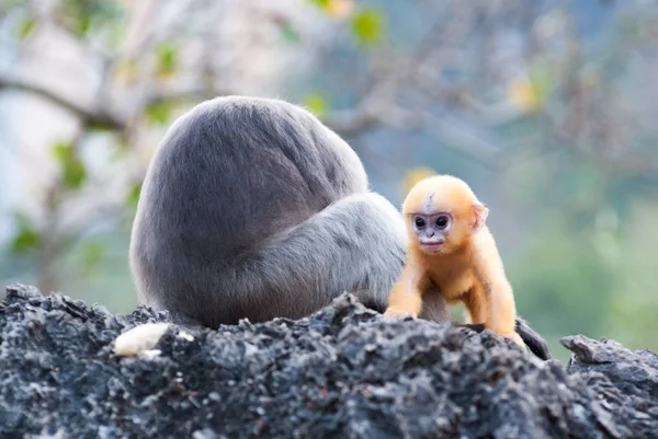 Сумерки-листовые обезьяны — стоковое фото