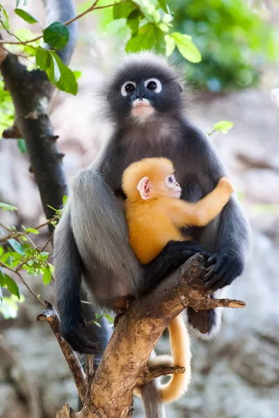 Dusky Leaf Monkeys — Stock Photo, Image