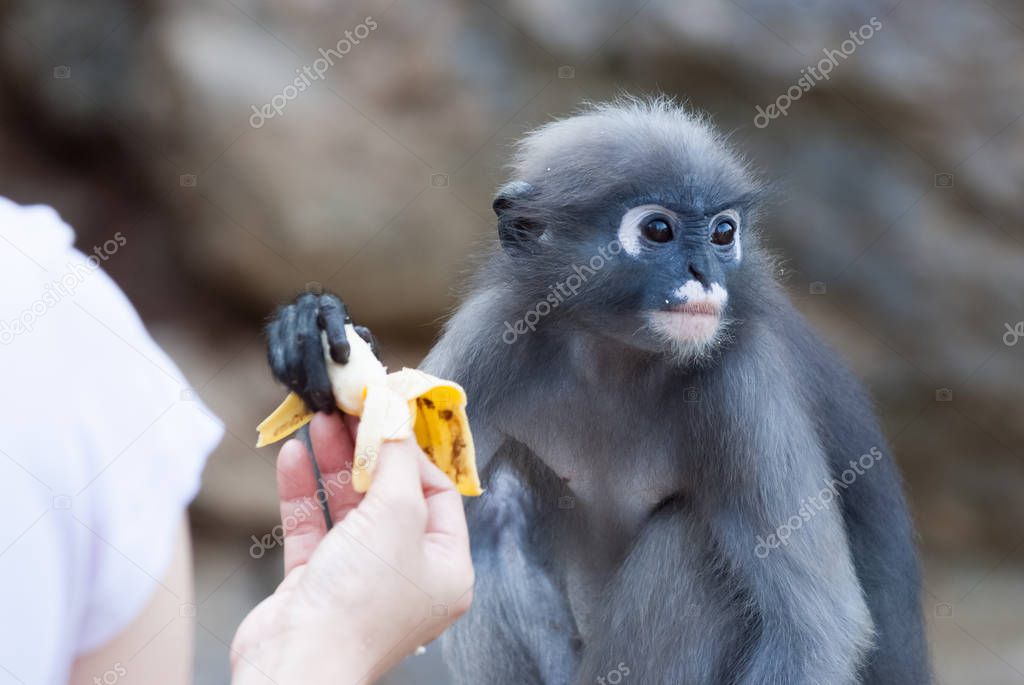 Monkey getting banana from tourist 