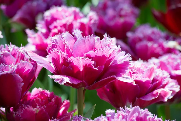 Pink  tulip flowers — Stock Photo, Image