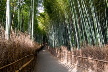 Arashiyama bambu Grove