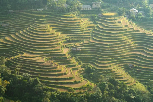 Campo Arroz Con Terrazas Oro Vietnam —  Fotos de Stock