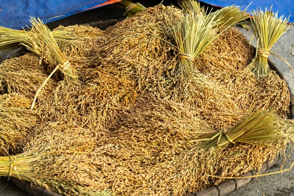 Yeni toplanmış pirinç sapları.