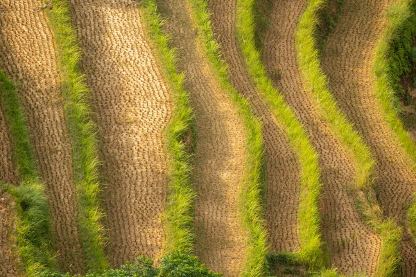 収穫後の水田 空の段々畑 — ストック写真