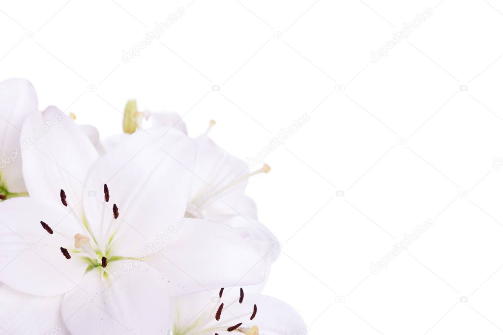 Scene with lilies on a white background