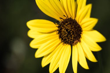 Içinde böcek ile Ayçiçeği