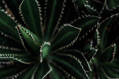Karanlıkta agav bitki