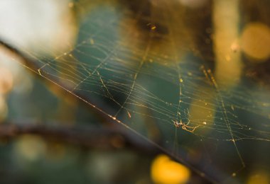 Örümcek web güneşin üzerinde