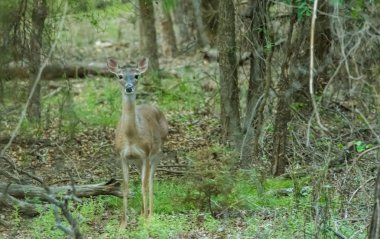 Doe ormanda Beyaz kuyruklu