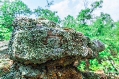 Kaya kaya makro üzerinde liken