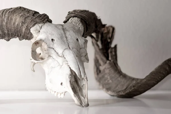 Ram skull with broken horn — Stock Photo, Image