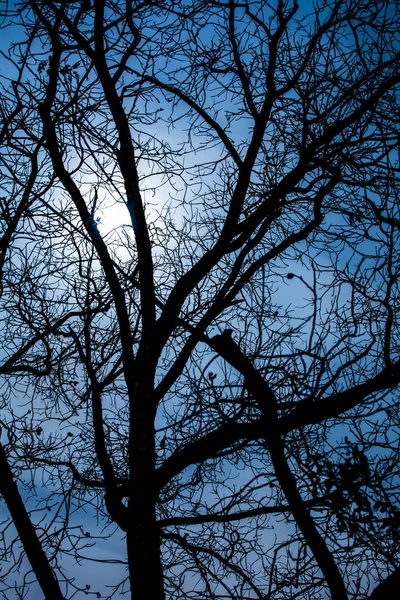 Night Trees Vertical — Stock Photo, Image