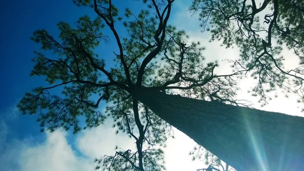 Pod drzewem i błękitnym niebem — Zdjęcie stockowe