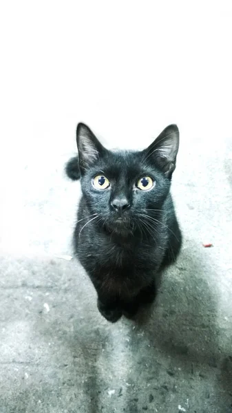 Černá kočka. Thajskou pouliční kočka. — Stock fotografie