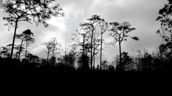 Forêt sombre sur la montagne phukradung — Photo