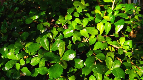 Folha verde no jardim — Fotografia de Stock