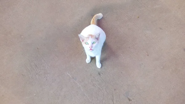 Beyaz kedi. Tay street kedi. — Stok fotoğraf