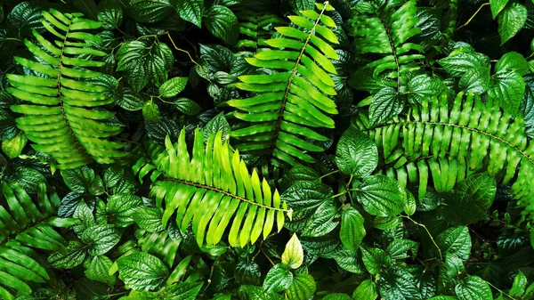 熱帯の緑の葉の森の背景 — ストック写真