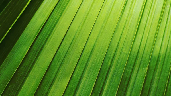 Tropical green leaf forest background — Stock Photo, Image