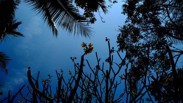 Árvore silhueta com céu azul — Fotografia de Stock