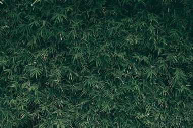 Tropik yeşil yaprak arkaplan, Koyu ton teması.